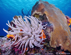 The Giant Anemone found on every other coral head off the... by Steven Anderson 